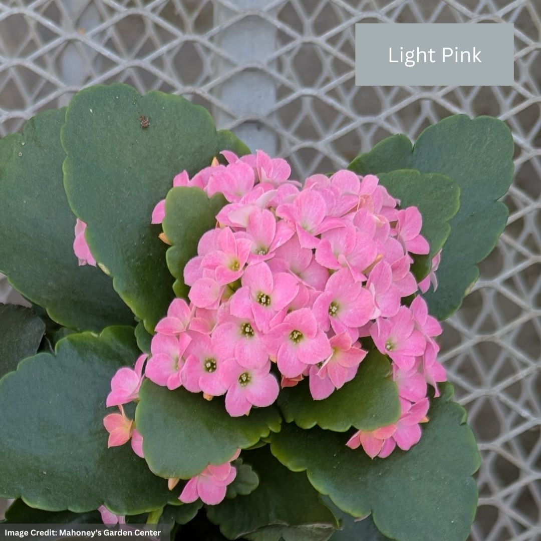 Kalanchoe – 4″ Pot